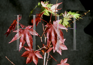 Picture of Acer shirasawanum 'Garden Glory'