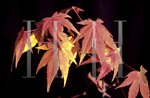 Picture of Acer shirasawanum 'Garden Glory'