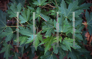 Picture of Acer saccharinum 'Bon's Dwarf'