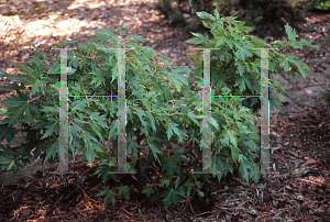 Picture of Acer saccharinum 'Bon's Dwarf'