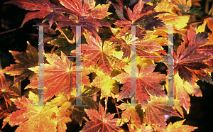 Picture of Acer shirasawanum 'Lovett'