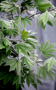 Picture of Acer shirasawanum 'Ogura yama'