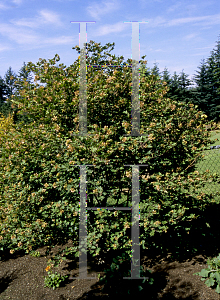 Picture of Acer shirasawanum 'Ogura yama'