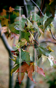 Picture of Acer truncatum 'Akizaze nishiki'