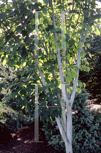 Picture of Acer tegmentosum 'White Tigress'