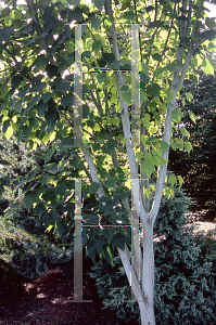 Picture of Acer tegmentosum 'White Tigress'