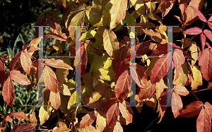 Picture of Acer triflorum 