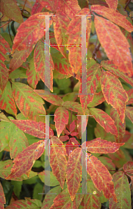Picture of Acer triflorum 