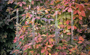 Picture of Acer triflorum '~Species'
