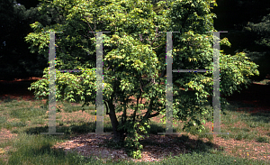 Picture of Acer truncatum 'Akizaze nishiki'