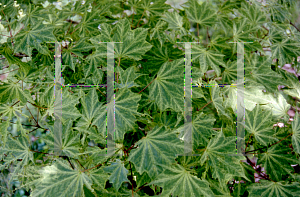 Picture of Acer truncatum 'Usigumo'