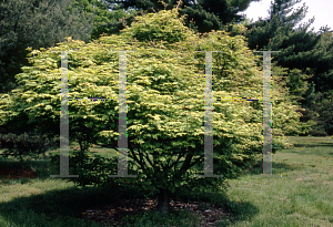 Picture of Acer truncatum 'Usigumo'