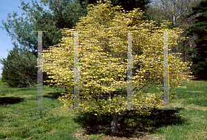 Picture of Acer truncatum 'Usigumo'