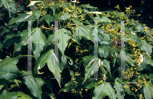 Picture of Acer truncatum 'Akizaze nishiki'