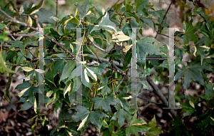 Picture of Acer truncatum 'Akizaze nishiki'