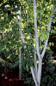 Picture of Acer tegmentosum 'White Tigress'