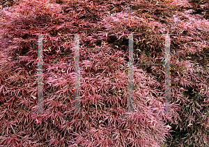 Picture of Acer palmatum (Dissectum Group) 'Dissectum'