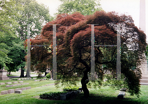 Picture of Acer palmatum (Dissectum Group) 'Dissectum'