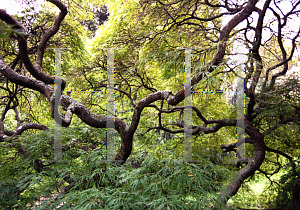 Picture of Acer palmatum (Dissectum Group) 'Dissectum'