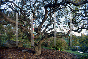 Picture of Acer palmatum (Dissectum Group) 'Dissectum'