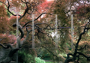 Picture of Acer palmatum (Dissectum Group) 'Dissectum'