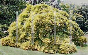 Picture of Acer palmatum (Dissectum Group) 'Dissectum'