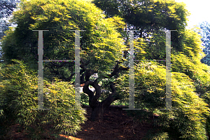 Picture of Acer palmatum (Dissectum Group) 'Dissectum'