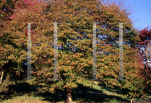 Picture of Acer palmatum 