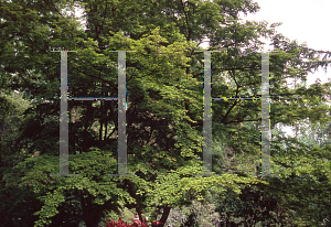 Picture of Acer palmatum 