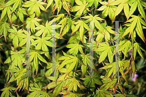 Picture of Acer palmatum 