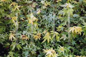 Picture of Acer palmatum 