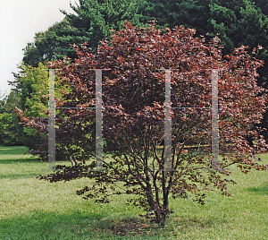 Picture of Acer palmatum 'Atropurpureum'