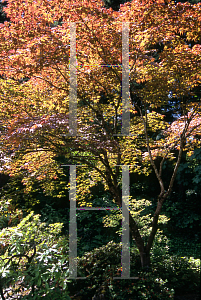 Picture of Acer palmatum 'Atropurpureum'