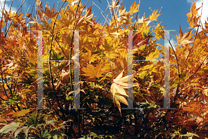 Picture of Acer palmatum 'Atropurpureum'