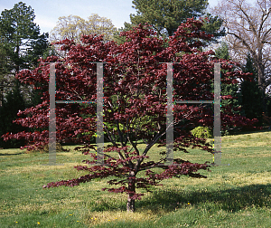 Picture of Acer palmatum 'Atropurpureum'