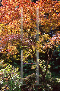 Picture of Acer palmatum 'Atropurpureum'