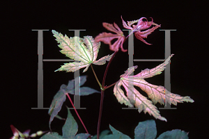 Picture of Acer palmatum 'Baby Ghost'