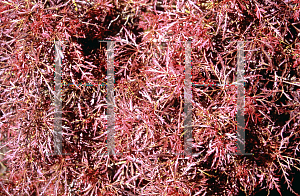 Picture of Acer palmatum (Dissectum Group) 'Baby Lace'