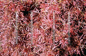 Picture of Acer palmatum (Dissectum Group) 'Baby Lace'