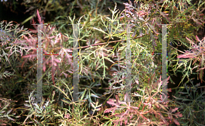 Picture of Acer palmatum (Dissectum Group) 'Baby Lace'