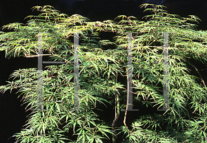 Picture of Acer palmatum (Dissectum Group) 'Baby Lace Lexington'