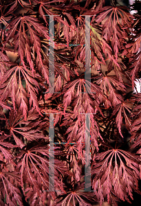 Picture of Acer palmatum (Dissectum Group) 'Baby Lace Lexington'