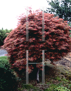 Picture of Acer palmatum (Dissectum Group) 'Baby Lace'