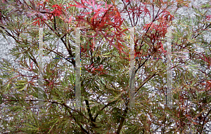 Picture of Acer palmatum (Dissectum Group) 'Baldsmith (Watnong)'