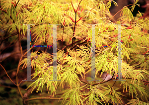 Picture of Acer palmatum (Dissectum Group) 'Baldsmith (Watnong)'