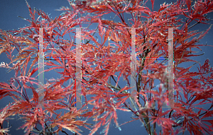 Picture of Acer palmatum (Dissectum Group) 'Baldsmith (Watnong)'