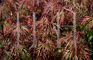 Picture of Acer palmatum (Dissectum Group) 'Baldsmith (Watnong)'