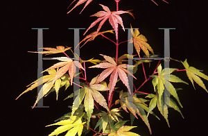 Picture of Acer palmatum 'Barbara'