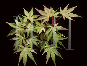 Picture of Acer palmatum 'Barbara'