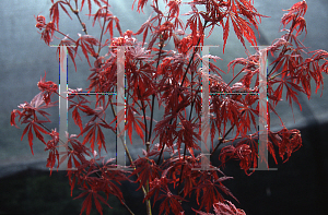 Picture of Acer palmatum (Dissectum Group) 'Barrie Bergman'